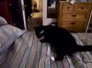 My kitty knows how to fetch