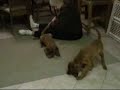 Irish Setter Puppies at play