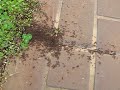 Ant attack!!!