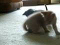 videos de Lucy and the ribbon