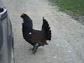 Drošsirdis 1