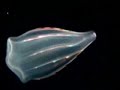 Especies Nuevas en lo mas profundo del oceano Especies Nuevas en lo mas profundo del oceano