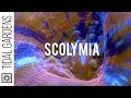 Scolymia Button Corals