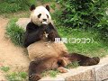 ??????????????Giant Panda Eating Bamboo Shoot