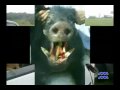 Boar Hunting