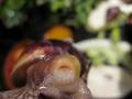 Achatina fulica eating Radula