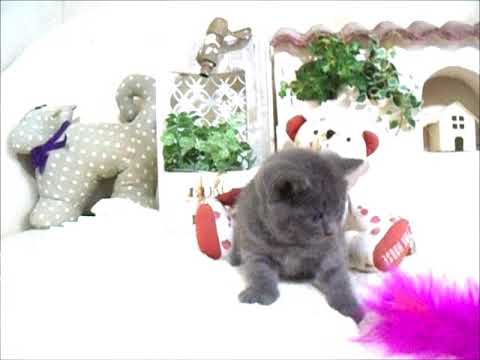 YouTube Preview Image