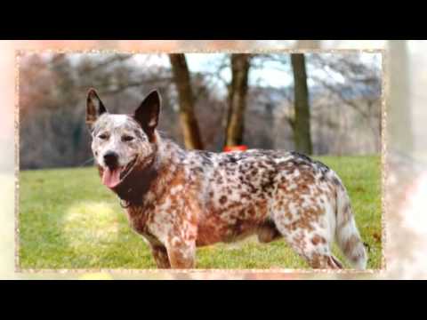 how to train blue heelers