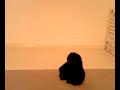 Ongar The Monkey 4
