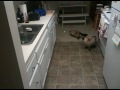 Spike and Bit having fun with the laser. :P