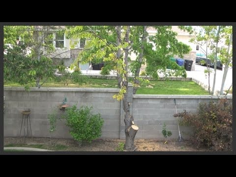 how to fertilize almond trees