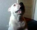 staffy barks