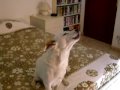 Lillo disperato d'amore