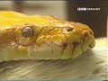 pythons swallowing rabbits