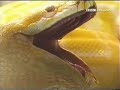 Pythons swallowing Rabbits Pythons swallowing Rabbits