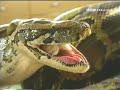 pythons swallowing rabbits