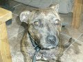 Nina needs a new home