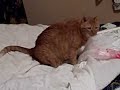 Caught my cat licking bags again