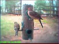 Bird feeder Bird feeder
