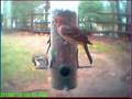 pictures of homemade bird feeders, deck bird feeders 