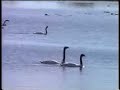cisnes de cuello negro