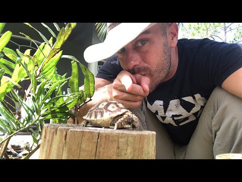 YouTube reptile video