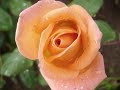 FLORES - Z�lia Duncan