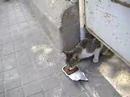 colombo comiendo