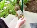 Feeding A Squirrel By Hand