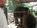Elephants in Phuket