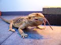 Bearded Dragon eating a mouse 2nd Bearded Dragon eating a mouse 2nd