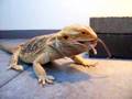 Bearded Dragon eating a... Voir la vidéo