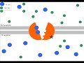 Membrane Potential