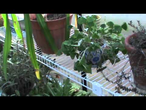 how to transplant shamrock plant