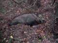 Dobbie, das Wildschwein...mitten in Berlin