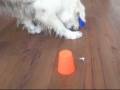 videos de JoykaBB.wmv