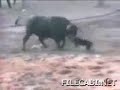 Dog Stops Bull From Killing Man