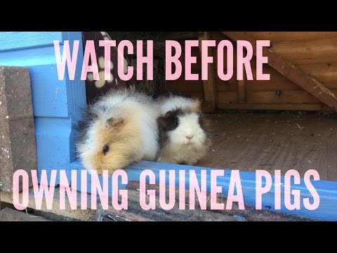 video-linktoworks-A BEGINNERS GUIDE TO GUINEA PIG CARE | Furry Friends