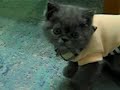cutie baby cat