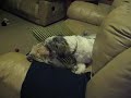 Sammy pinning Jessie