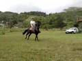 cavalaço