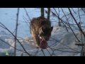 Národní park Bavorský les - Rys ostrovid (Lynx lynx) - video