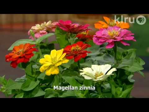 how to grow zinnia