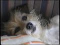 Vesel� ps� ?ivot 4. ?�st-Ps� sny/  Funny Dog�s Life -Part 4-Dog�s Dreams