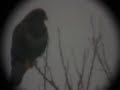 Buteo buteo