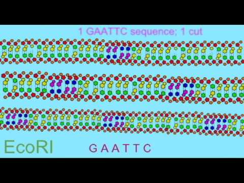 how to isolate restriction enzymes