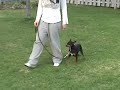 Expertk9 obeissance pinsher, Chillo