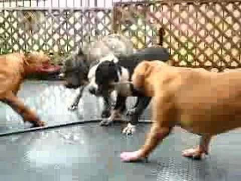 american pitbull