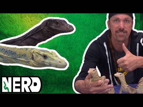 YouTube reptile video