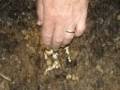 Snapping Turtle Event, 2006